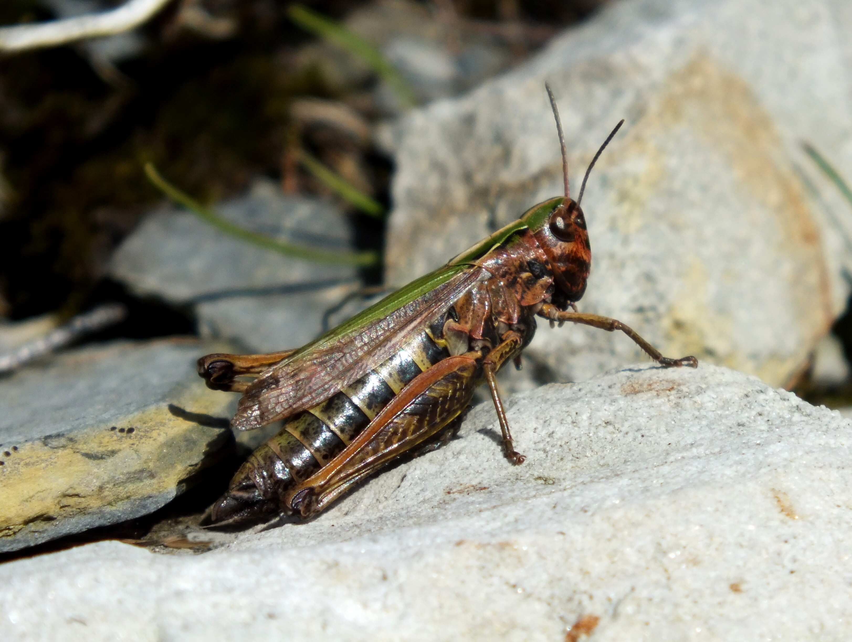 GRASSHOPPER Bill Bagley Photography